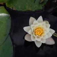 苹果视频看片LOGO